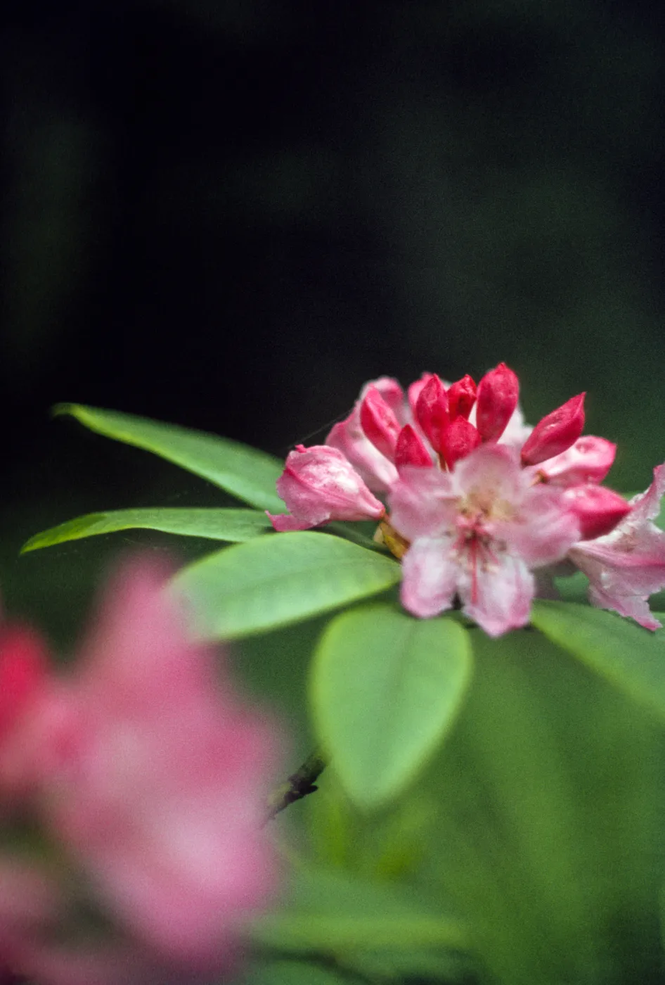 Rhododendron californicum