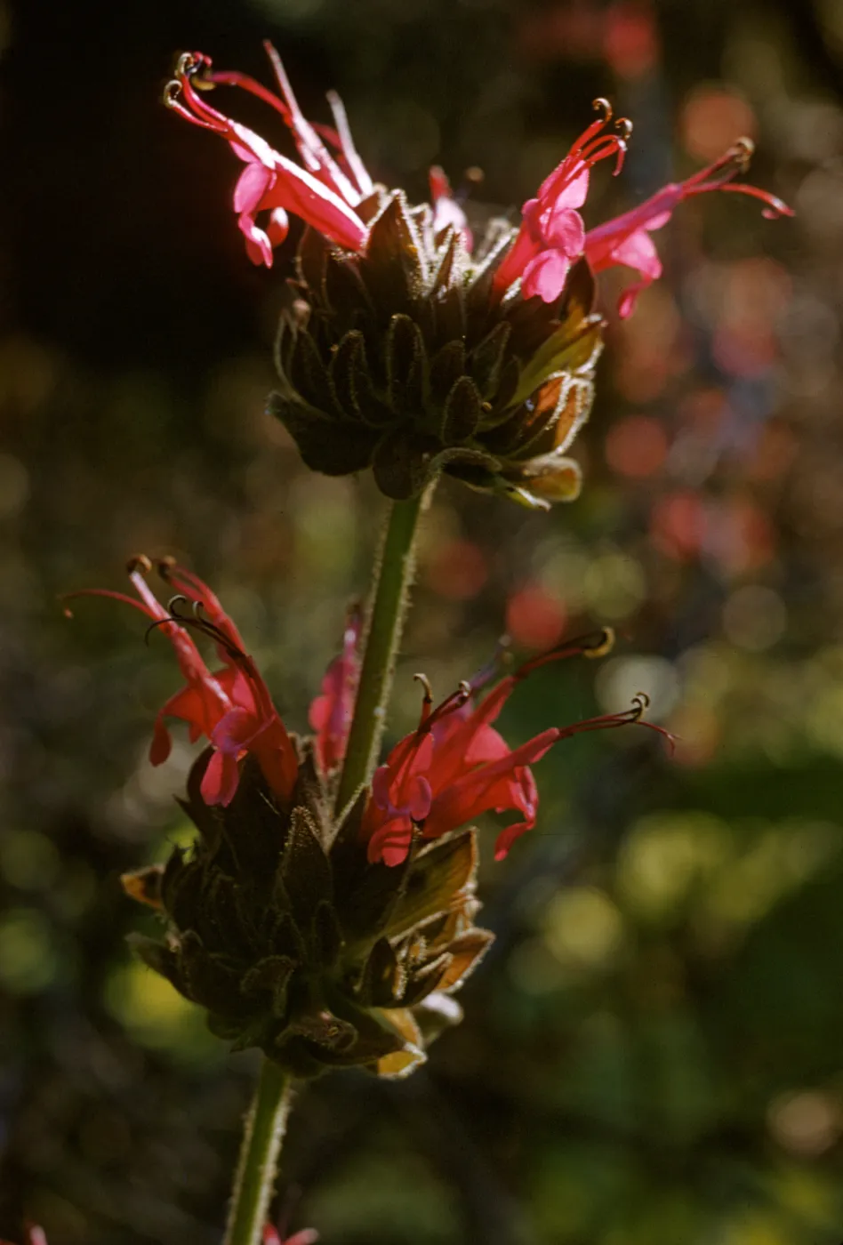 Salvia spathacea (California Humminbird Sage)