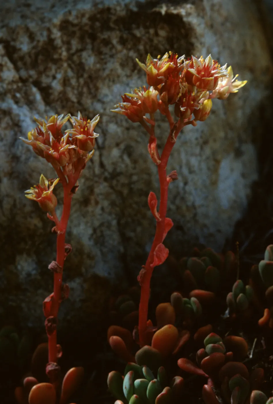 Sedum lanceolatum