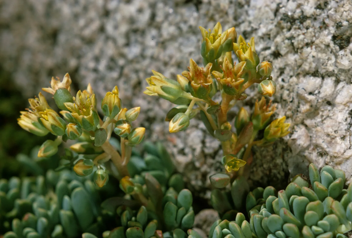 Sedum obtusatum