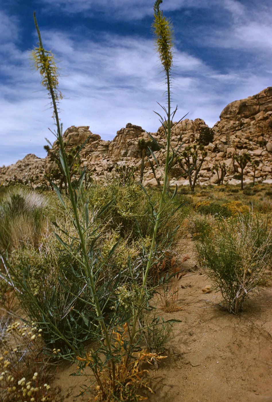 Stanleya pinnata