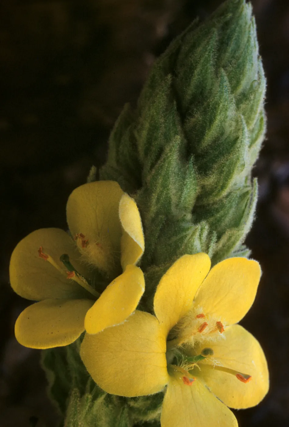 Verbascum thapsus