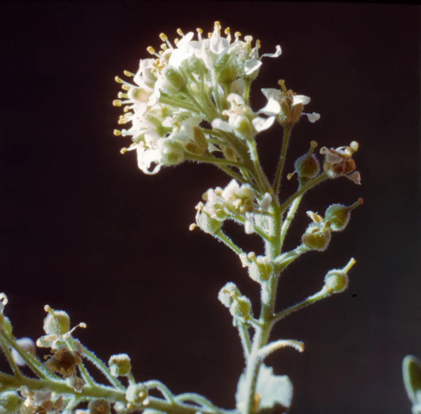 Cardaria pubescens var. elongata