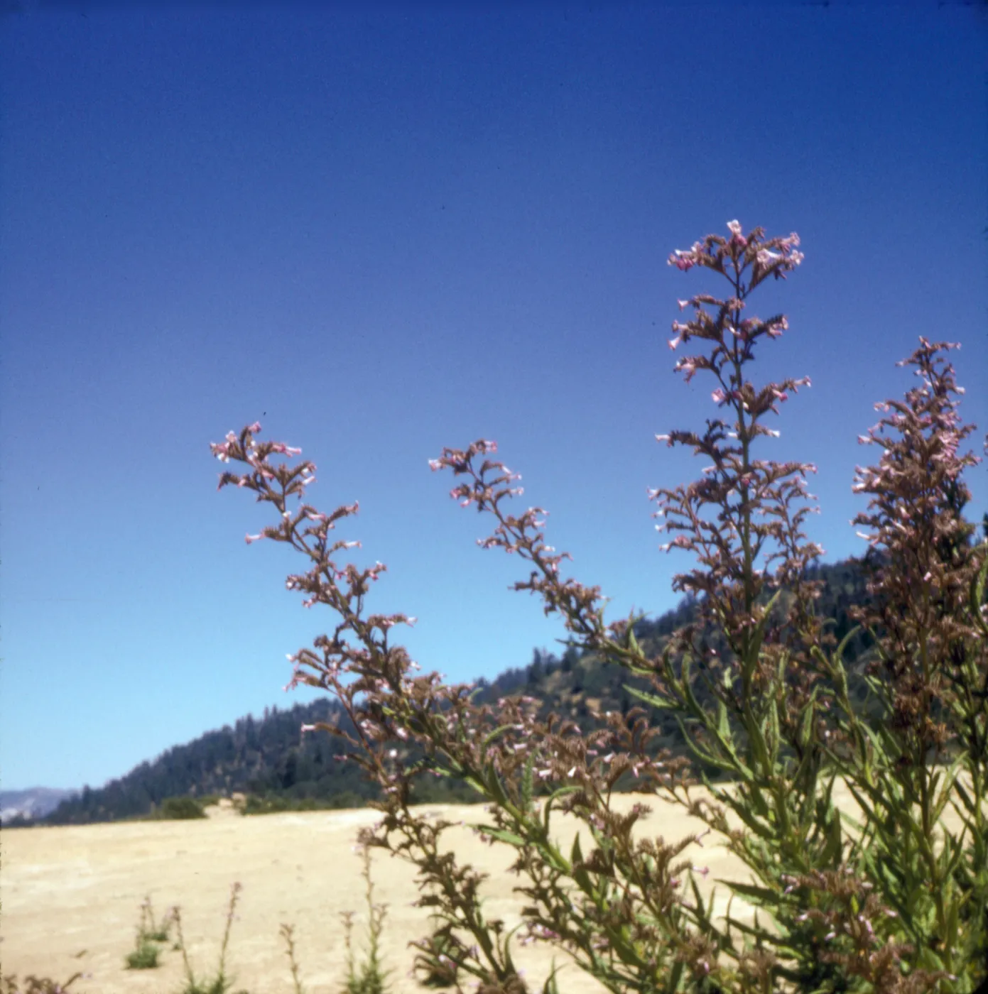 Turricula parryi