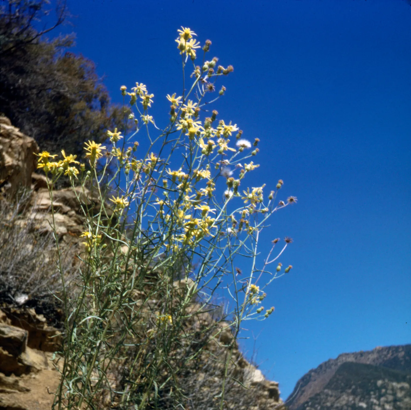 Senecio douglasii