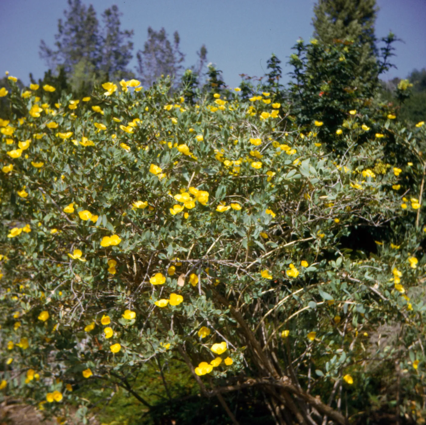 Dendromecon harfordii, Tree Poppy