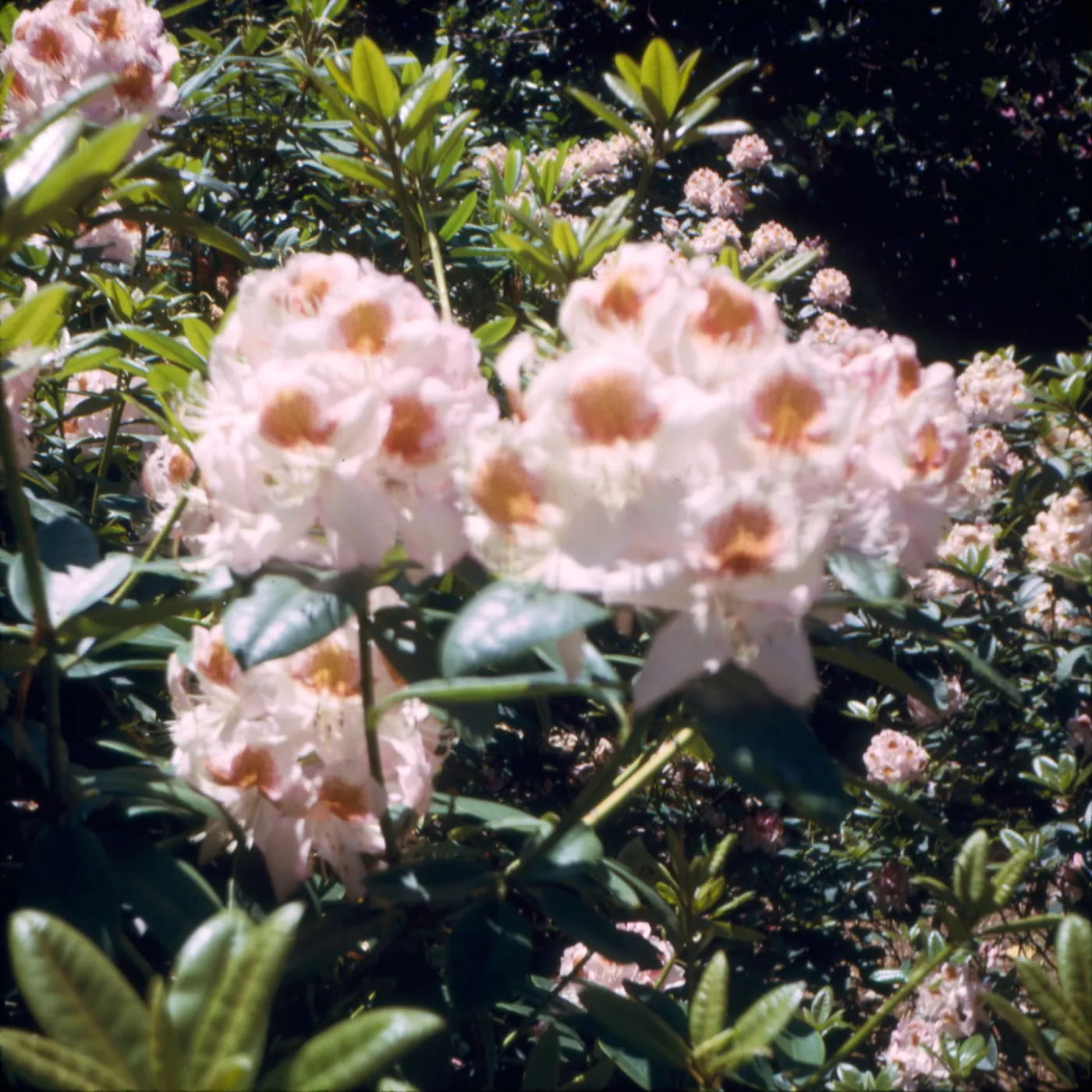 Rhododendron, Golden Gate Park