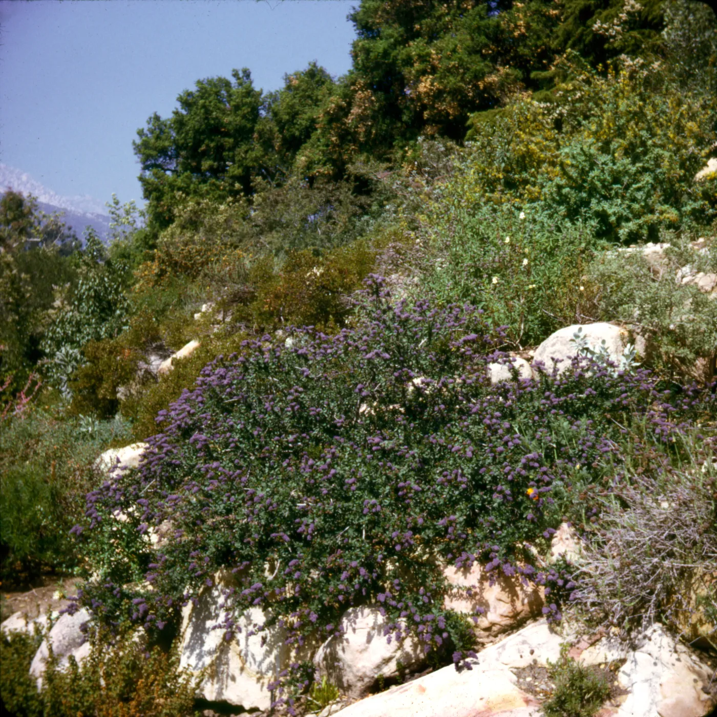Ceanothus 'Far Horizons'