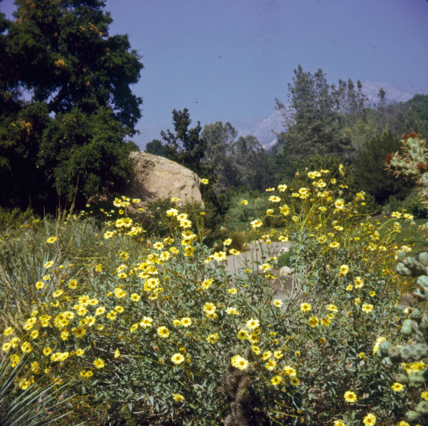 Encelia farinosa with Blaksley Boulder