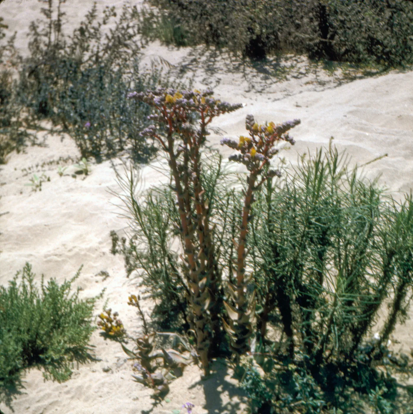 Dudleya caespitosa, Oso Flaco dunes