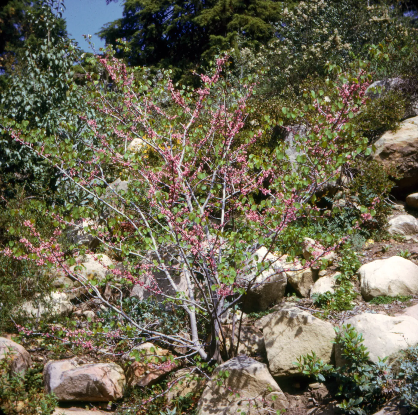 Cercis occidentalis (Redbud)