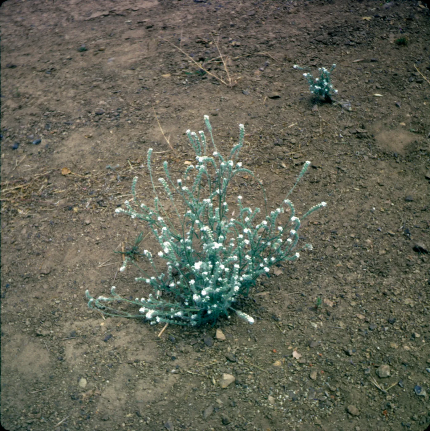 Cryptantha muricata