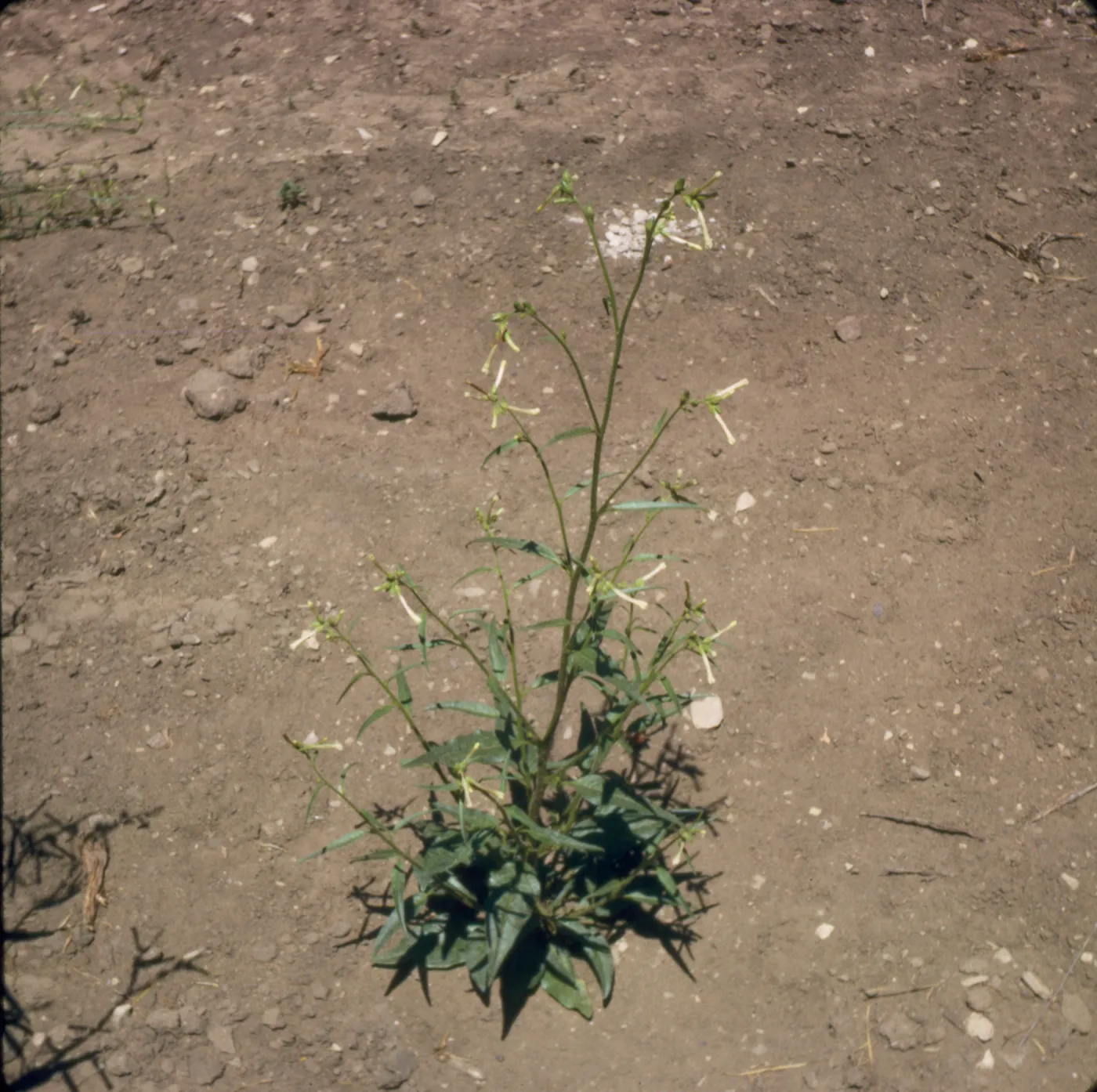 Nicotiana attenuata