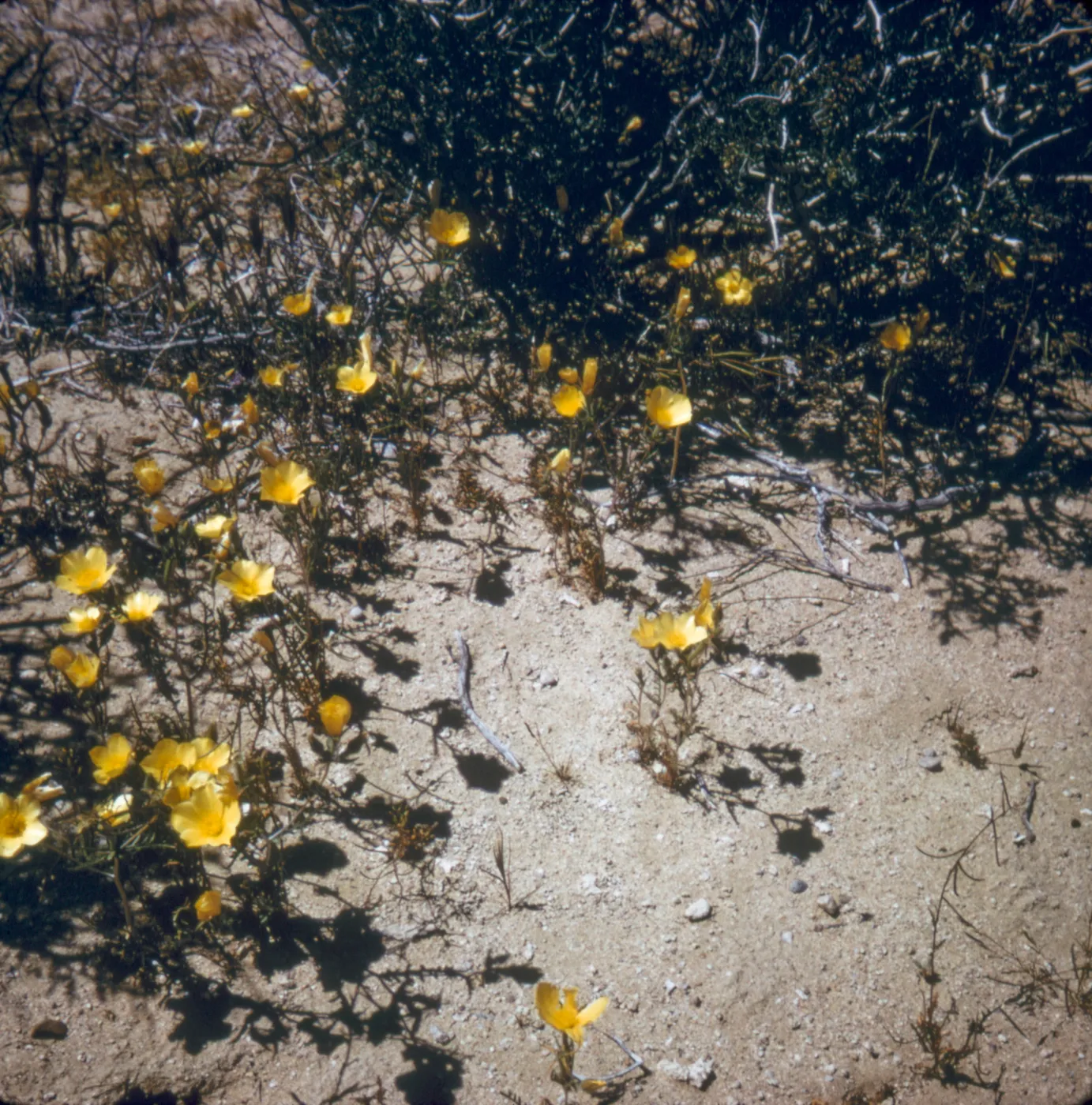 Mentzelia, on Mojave Desert Trip