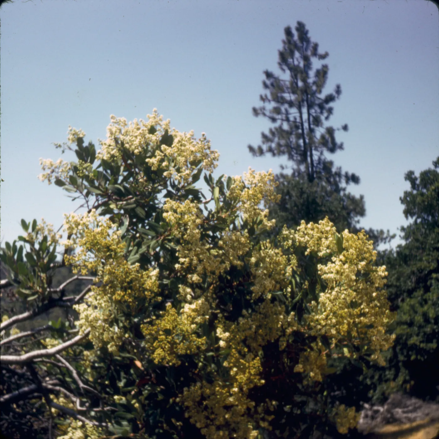 Heteromeles arbutifolia (Toyon)