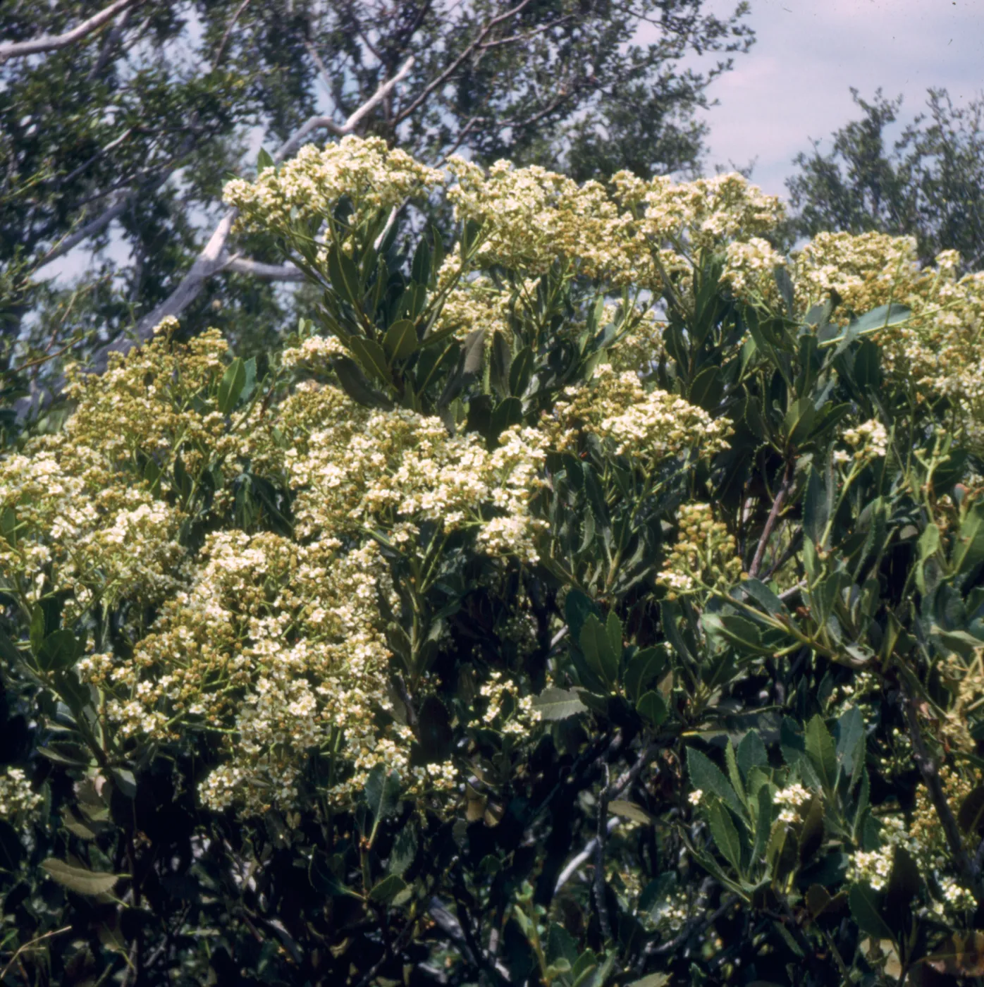 Heteromeles arbutifolia