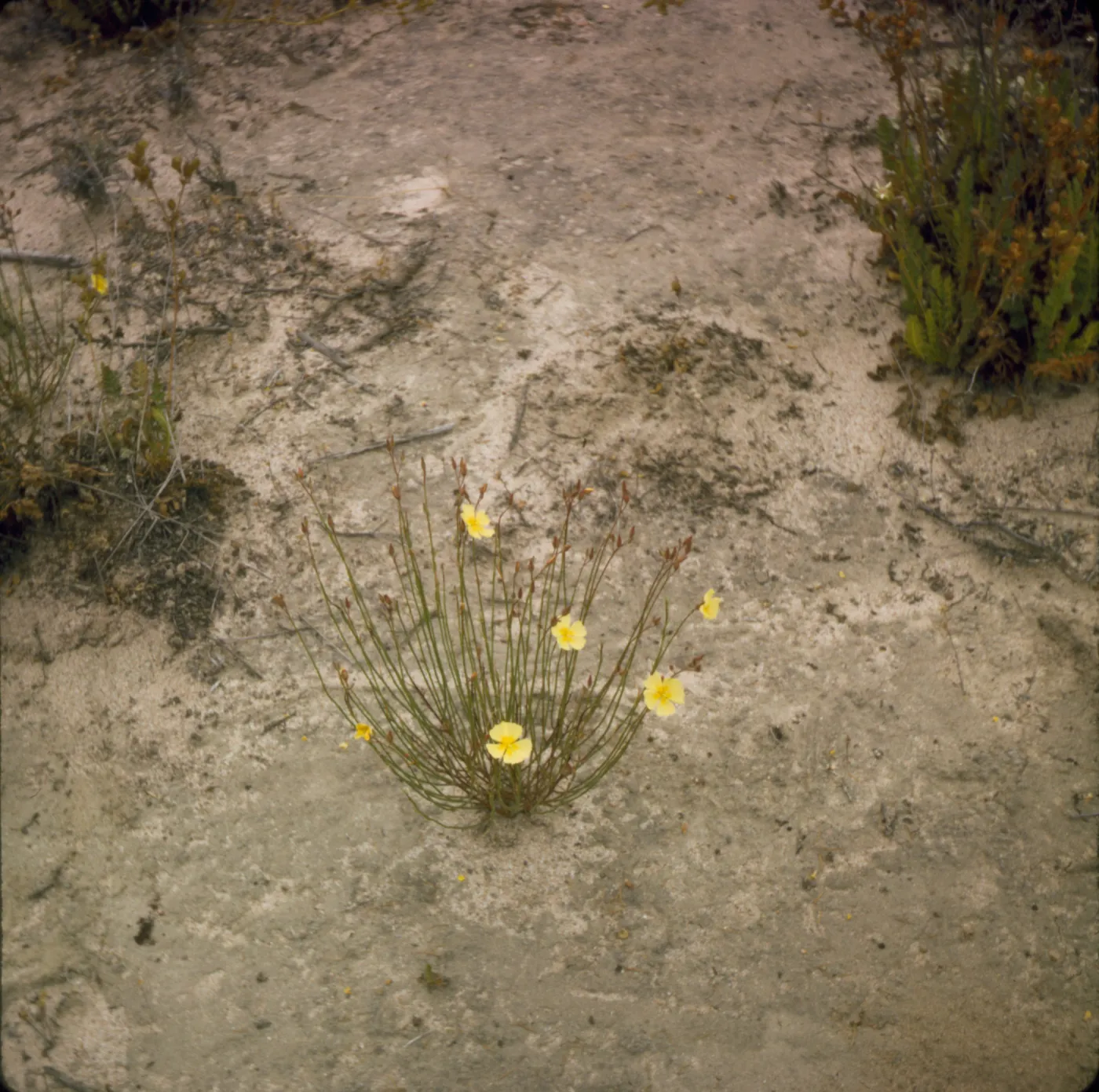 Helianthemum scoparium var. vulgare