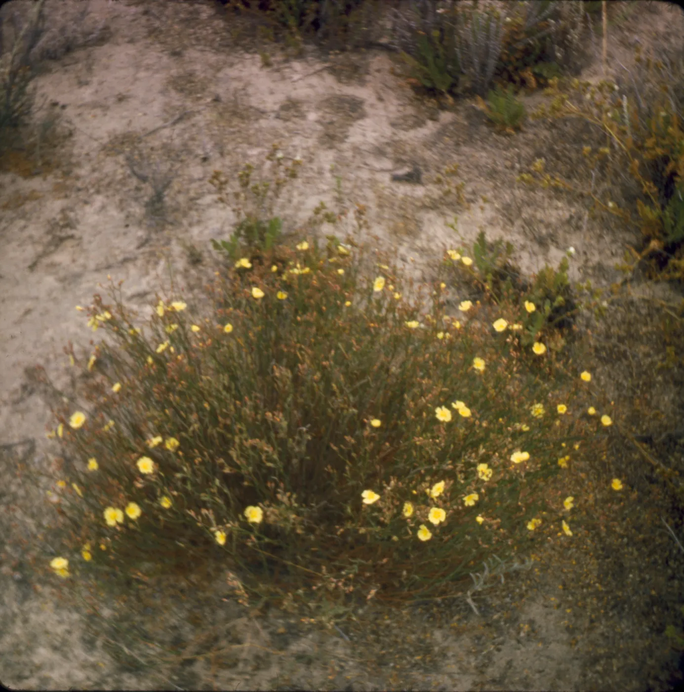 Helianthemum scoparium var. vulgare