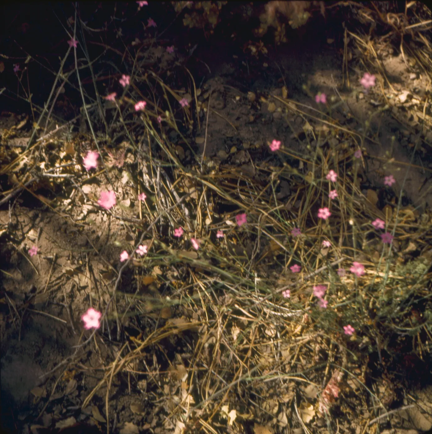 Gilia splendens