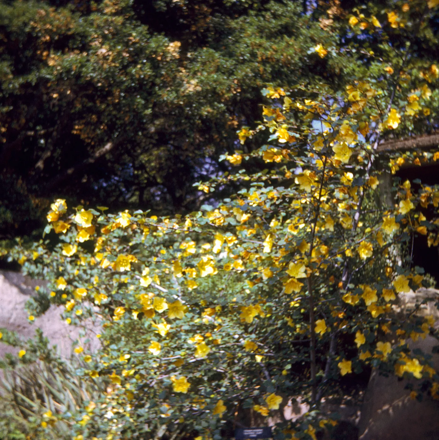 Fremontodendron californica x mexicana hybrid (Flannel Bush)
