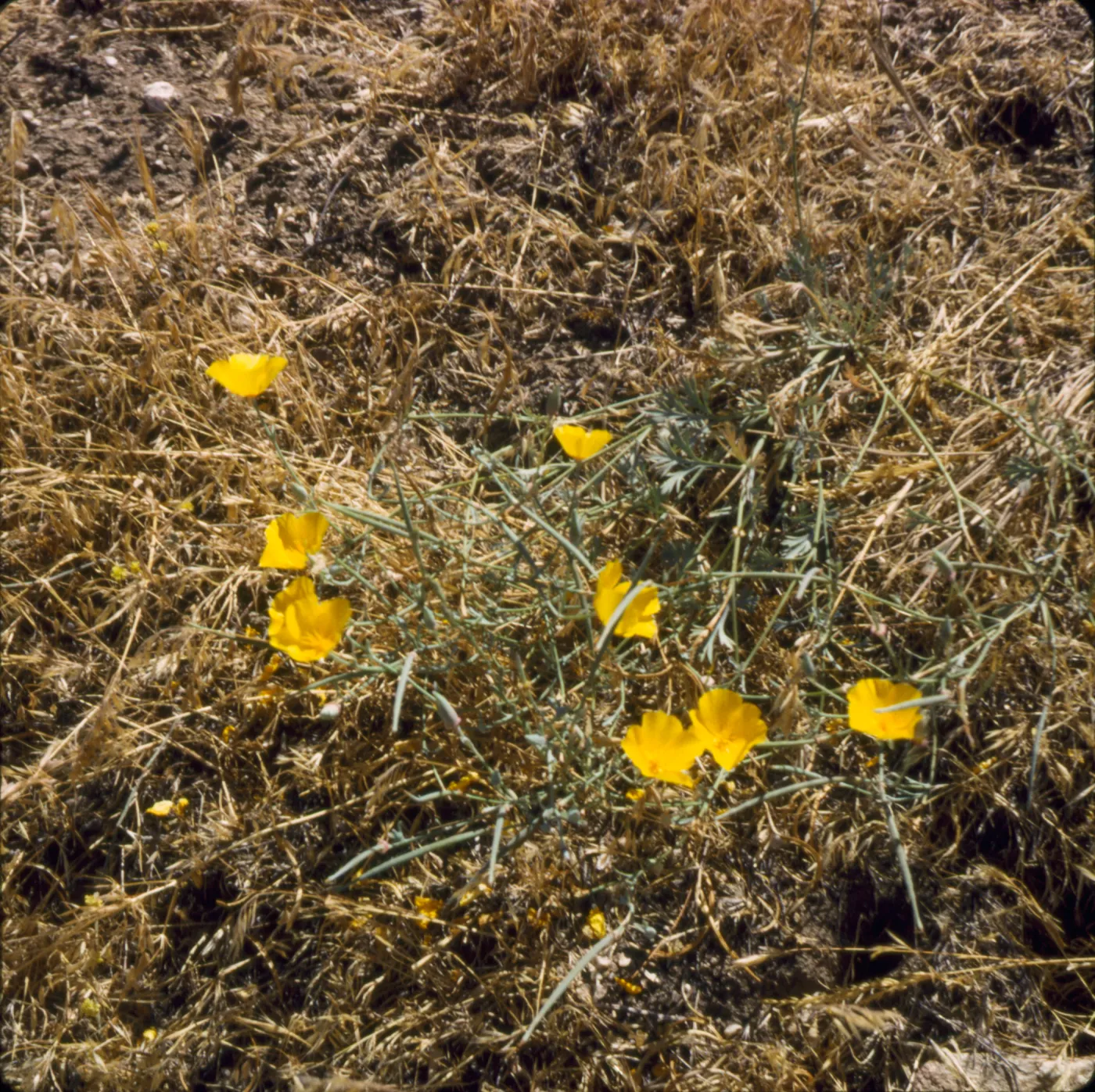 Eschscholzia californica