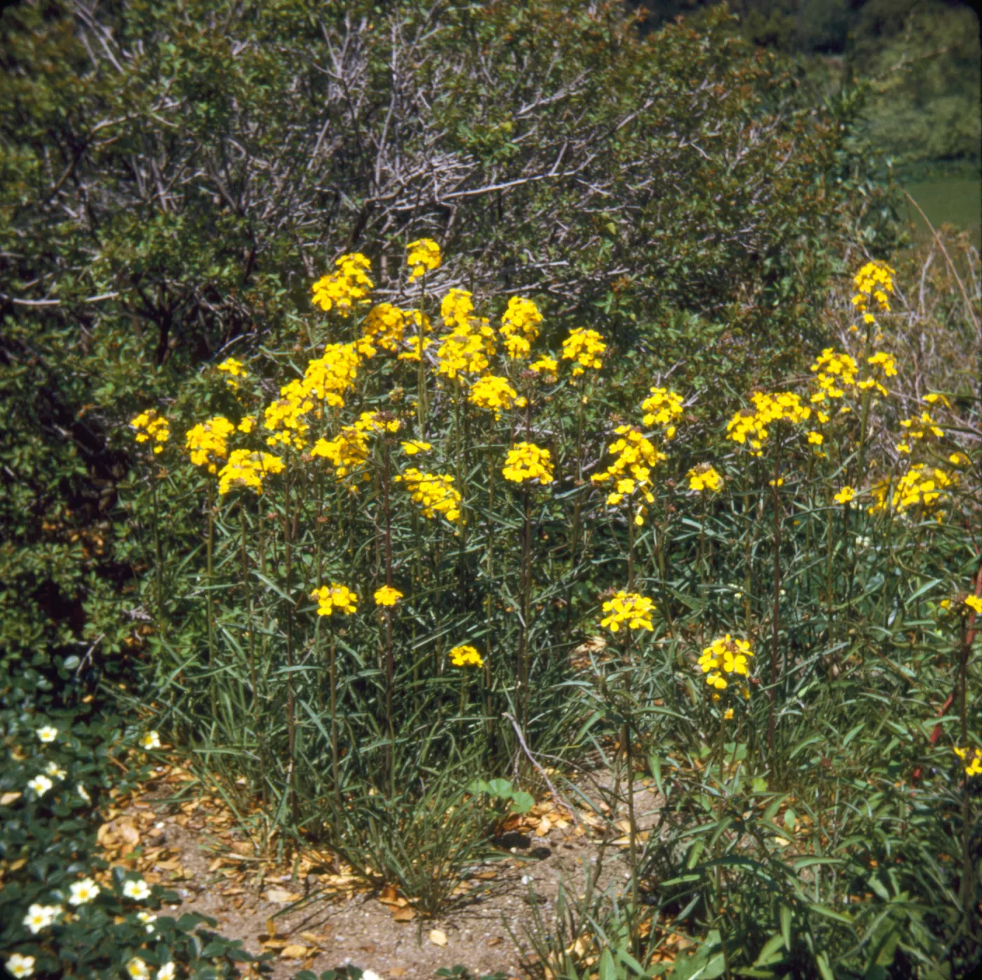 Erysimum capitatum (Wallflower)