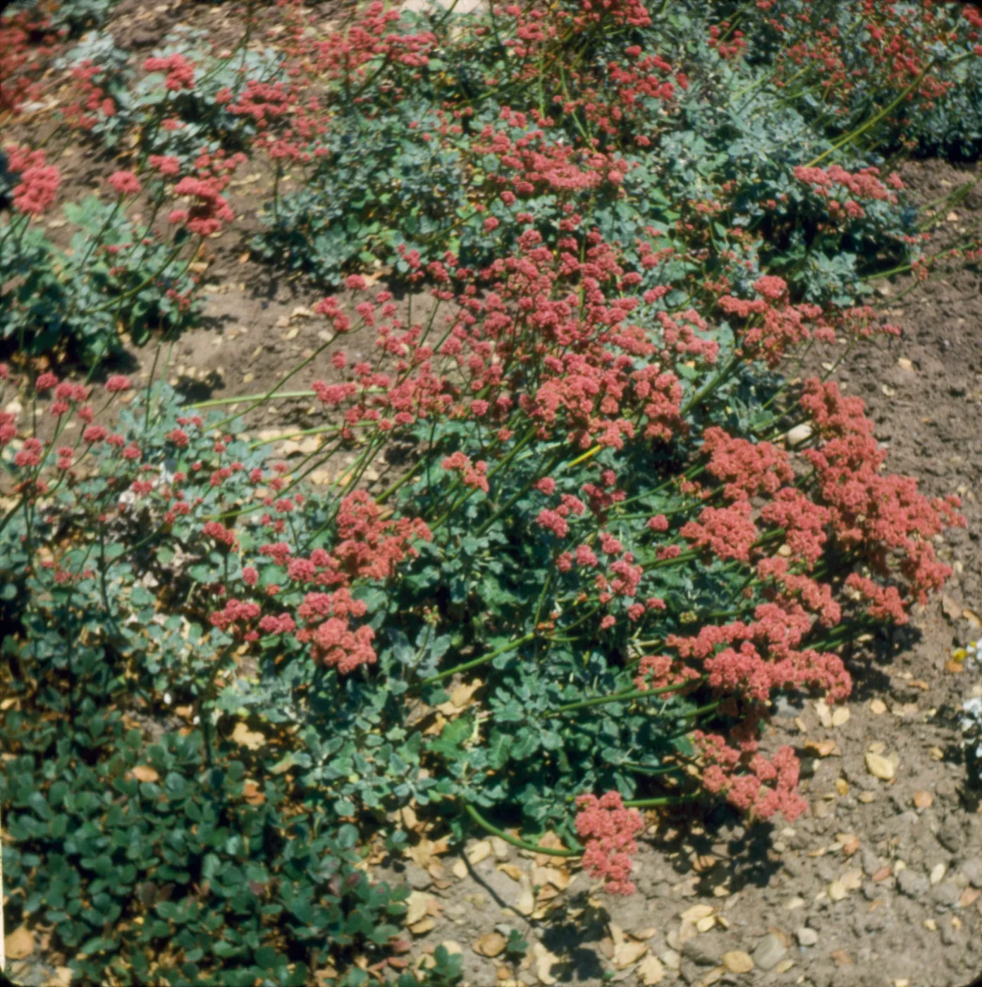 Eriogonum latifolium var. rubescens