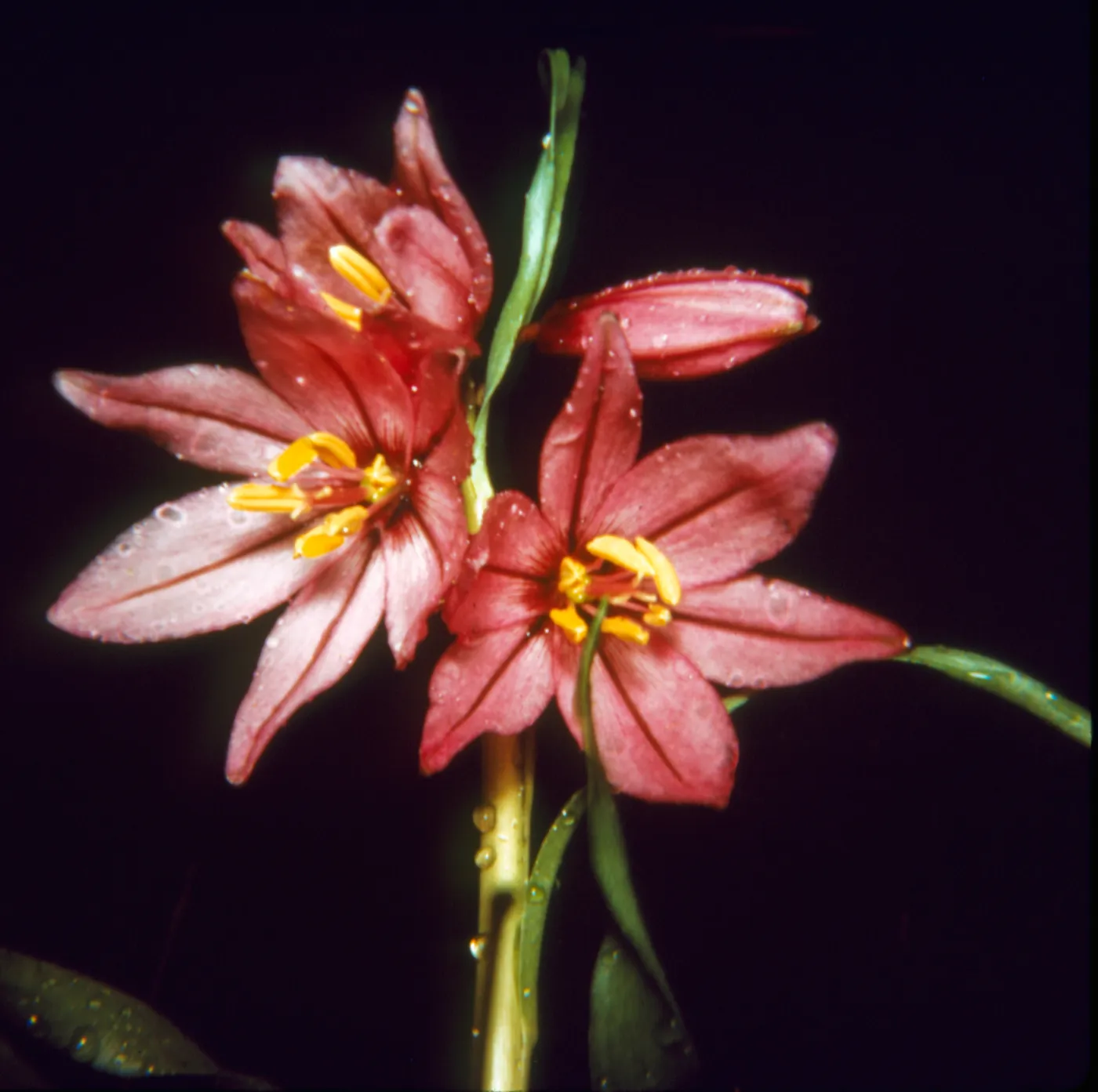 Fritillaria pluriflora