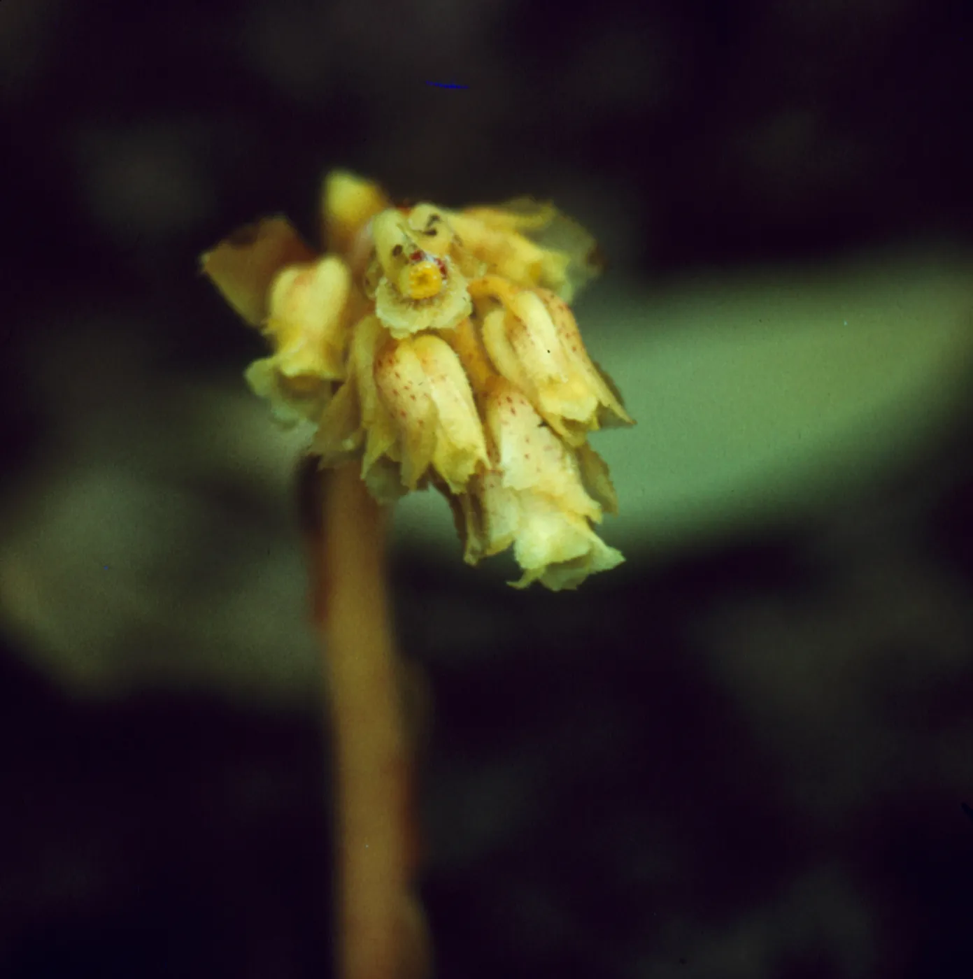 Monotropa hypopithys