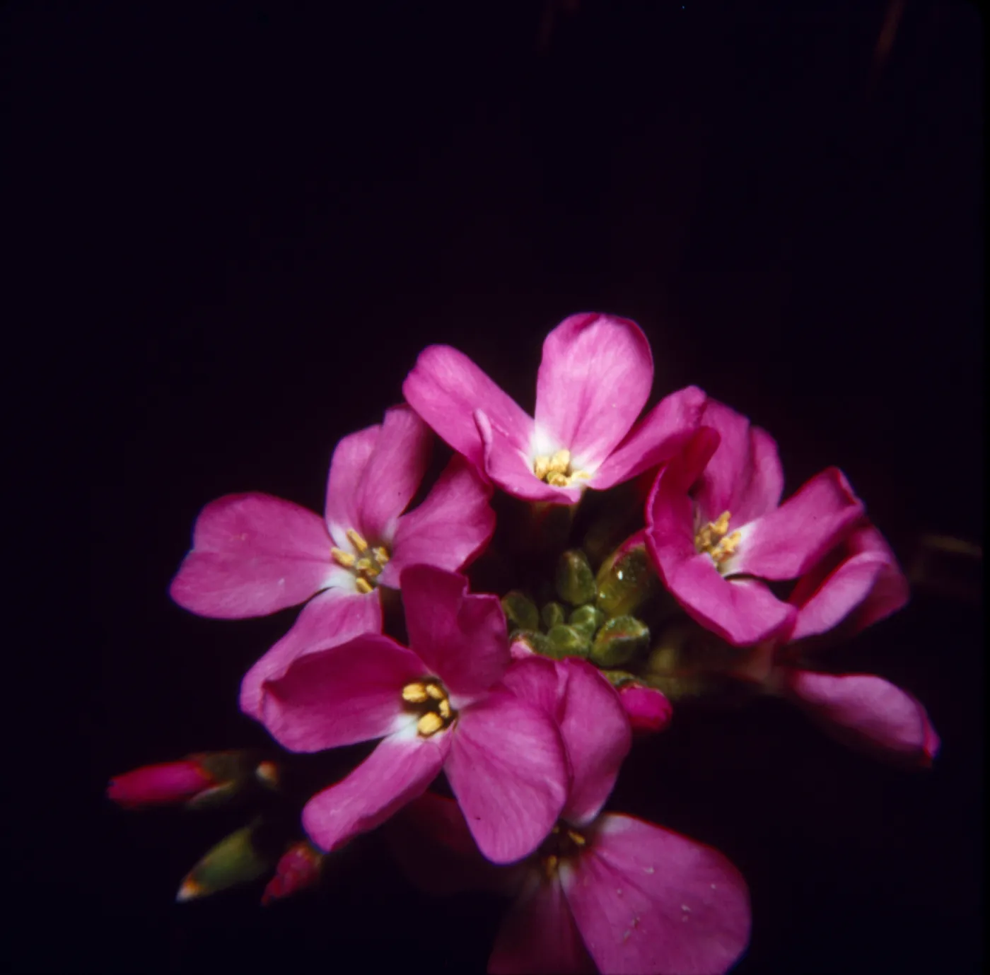 Arabis blepharophylla