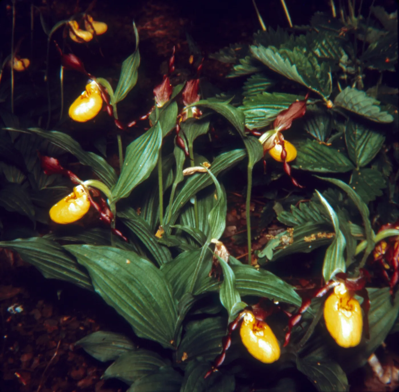 Cypripedium fasciculatum (Lady Slipper)