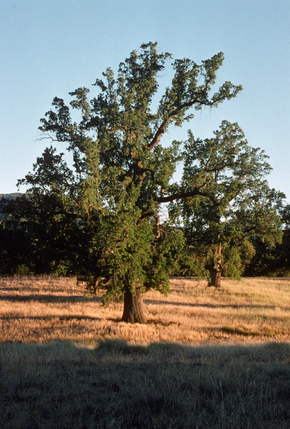 Quercus lobata, Fort Hunter Liggett