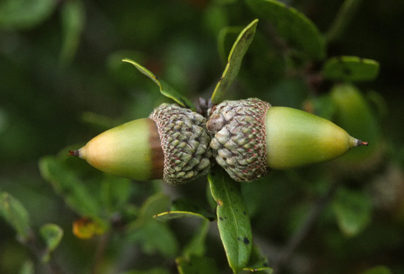 Quercus pacifica acorns