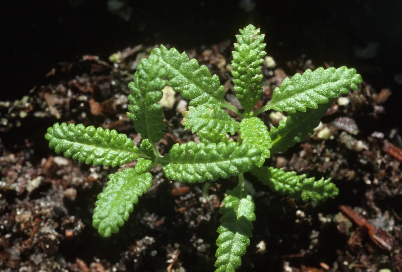 Salvia brandegeei (Brandegees Sage) seedlings