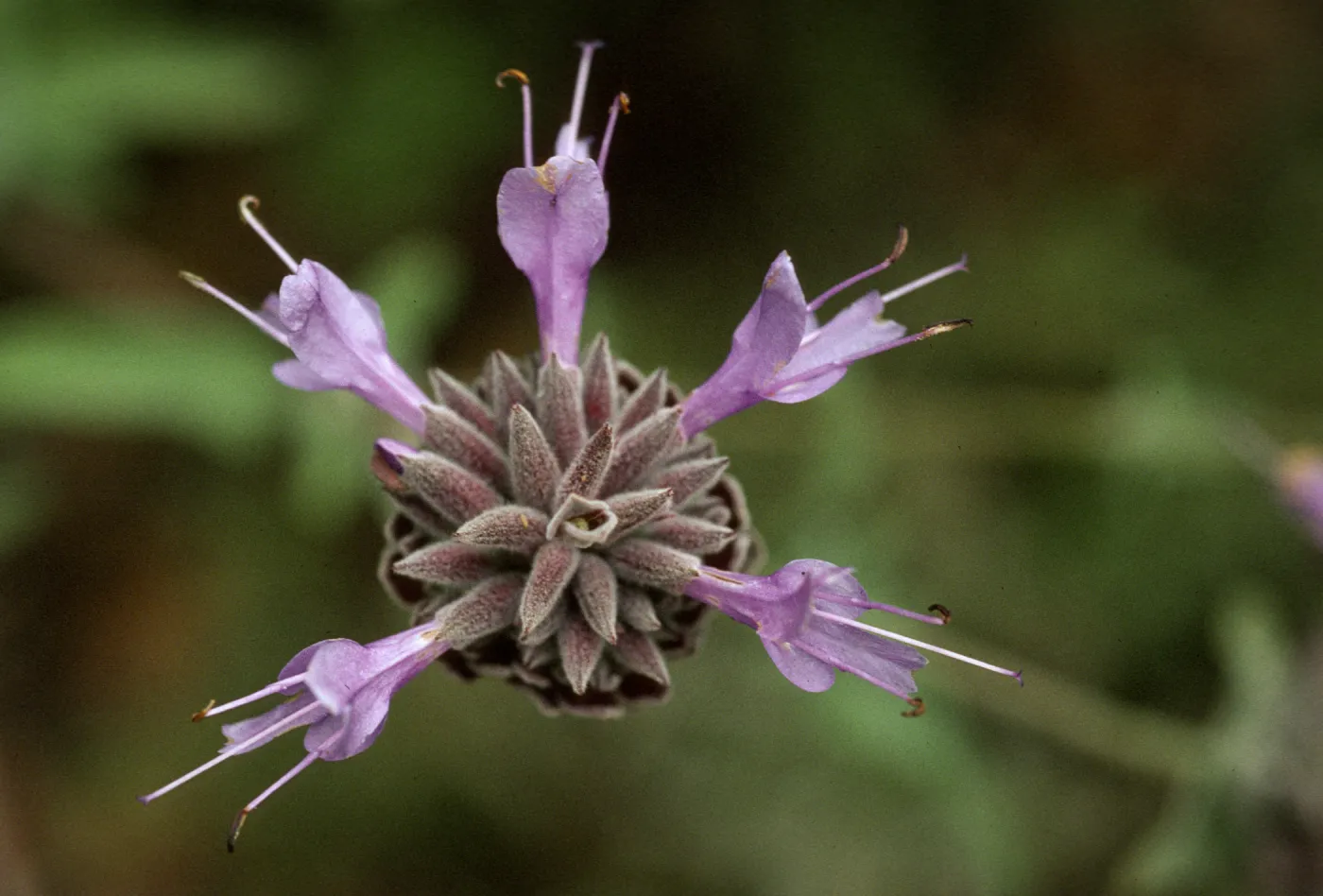 Salvia clevelandii (Sage)