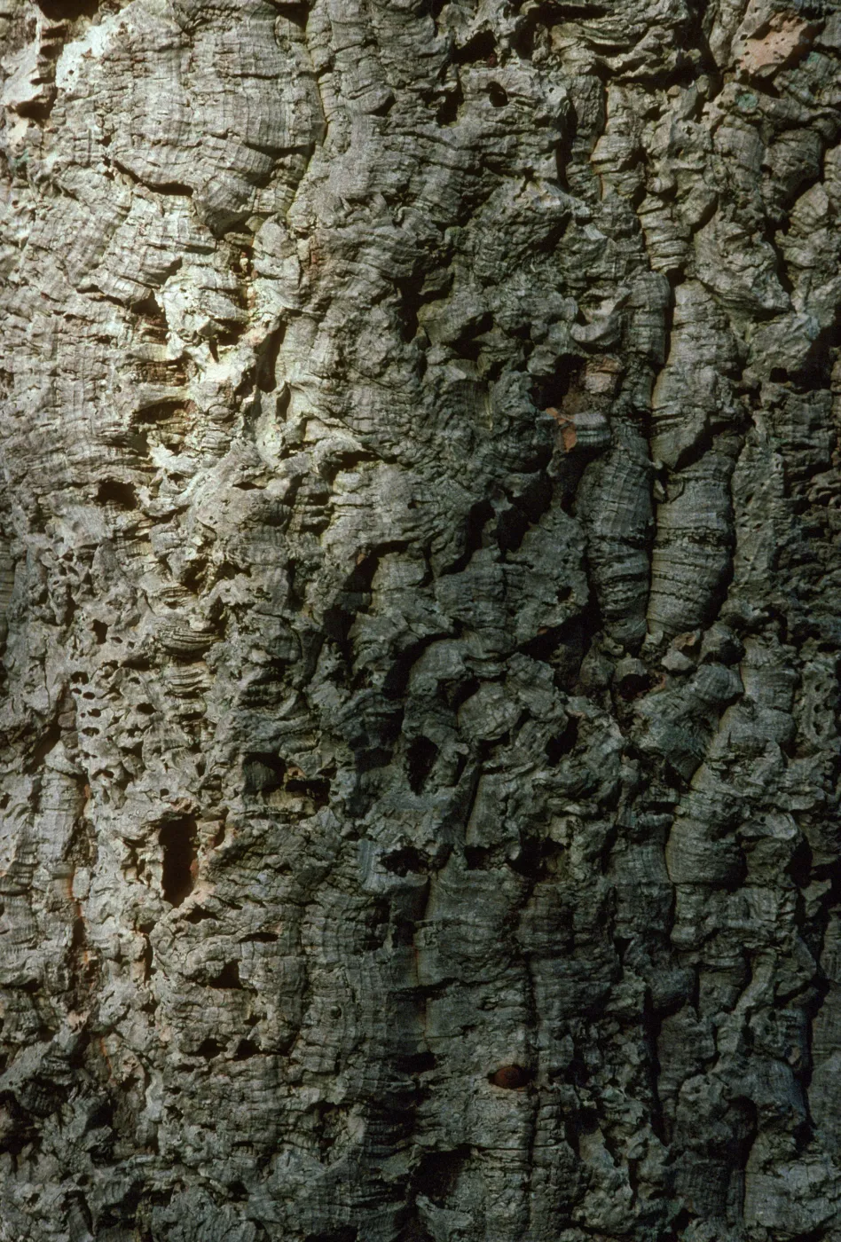 Quercus suber bark