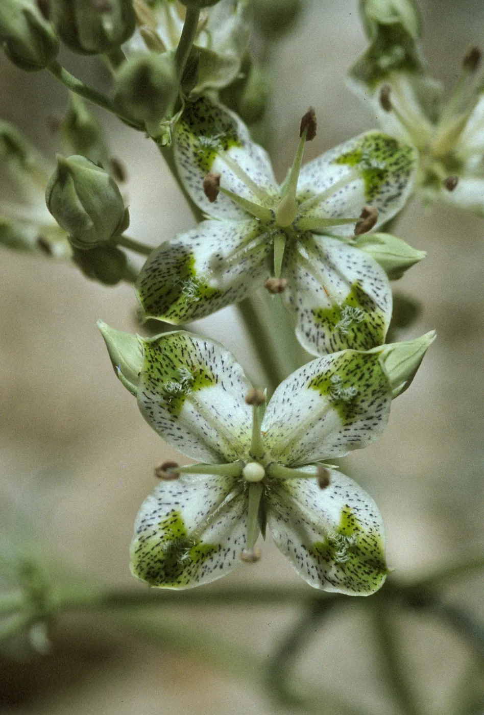 Swertia albomarginata