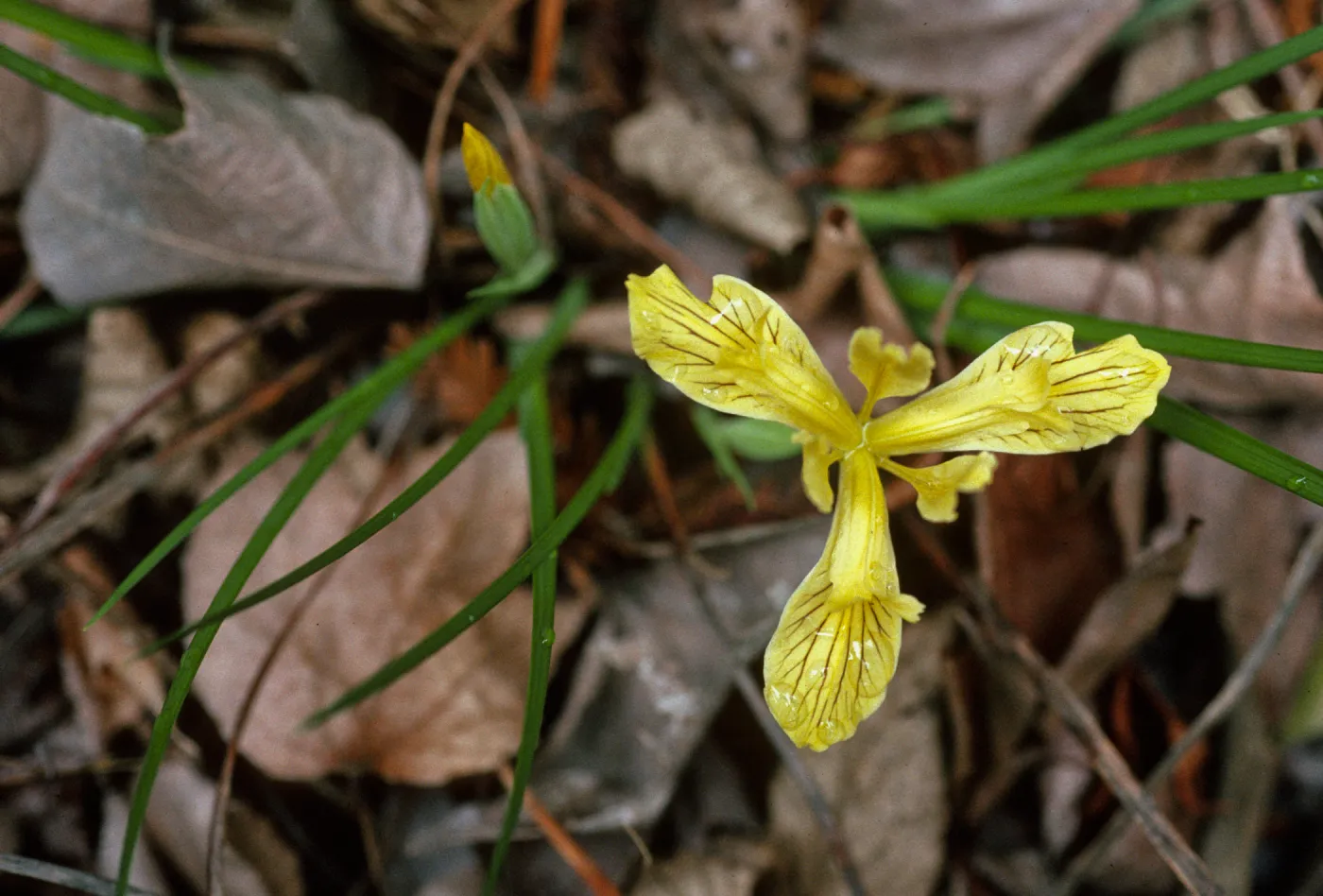 Iris innominata