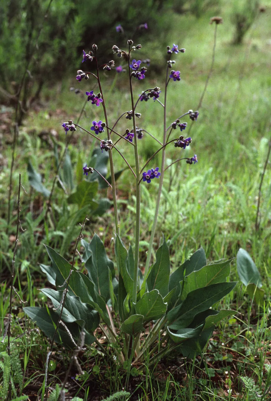 Cynoglossum