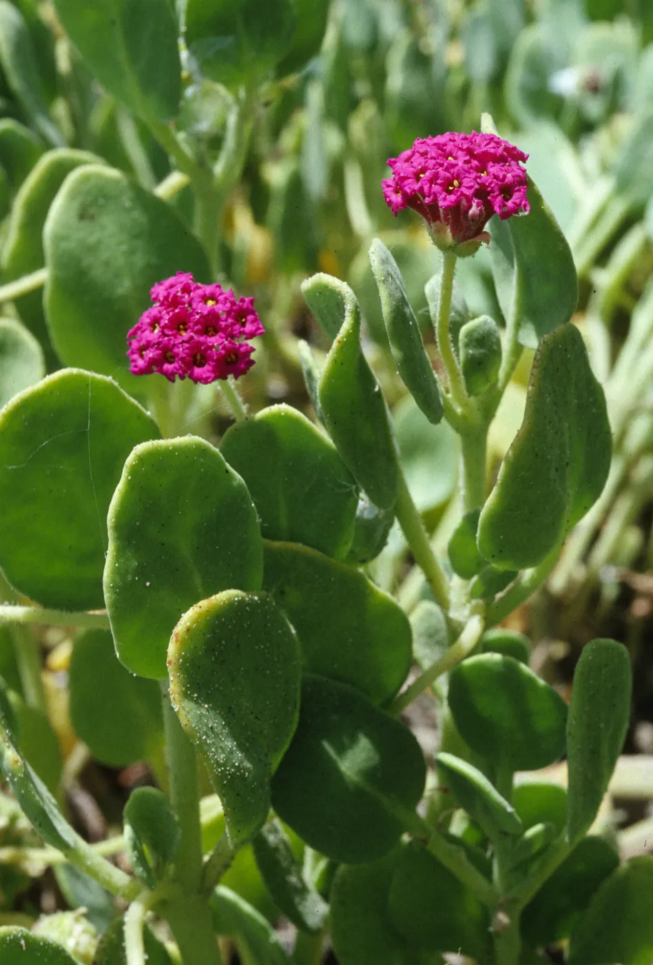 Abronia maritima