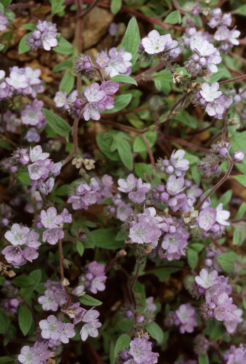 Phacelia breweri