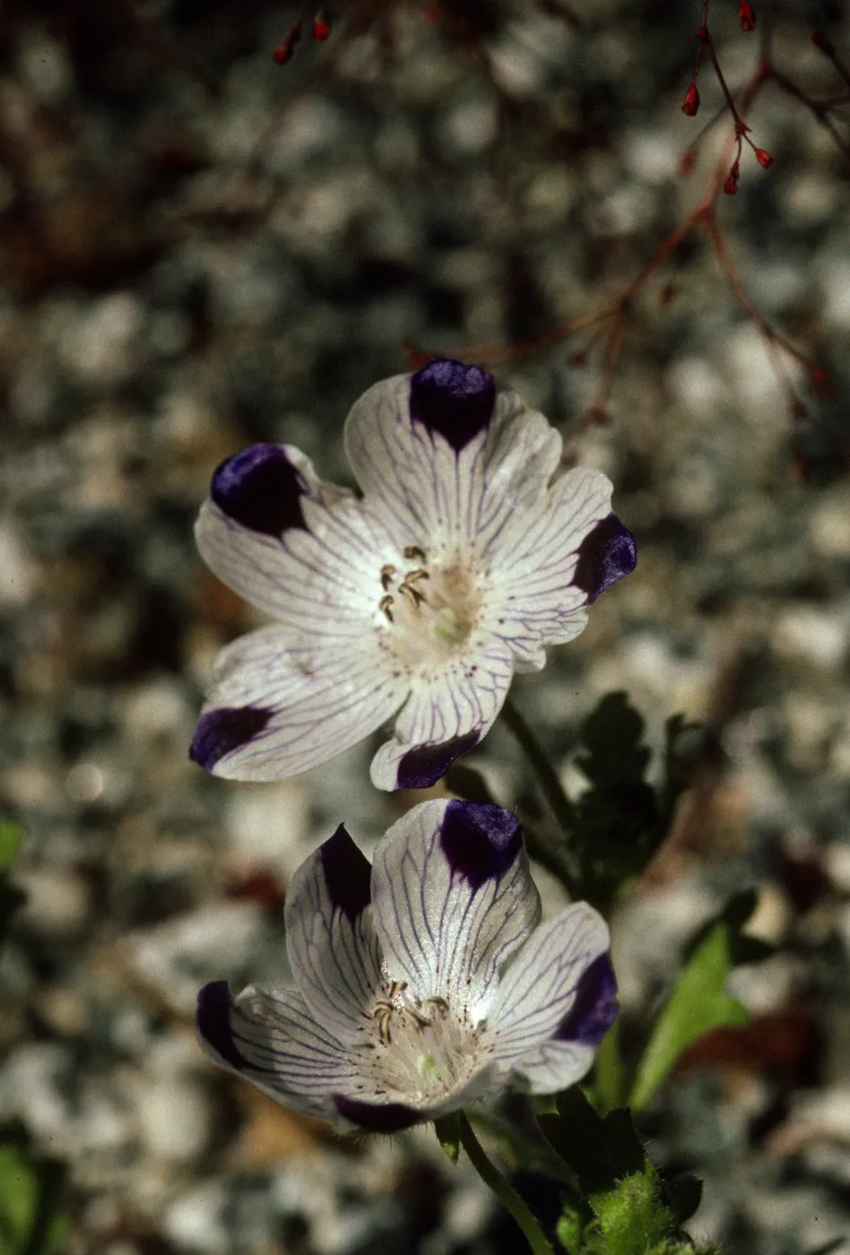 Nemophila maculata