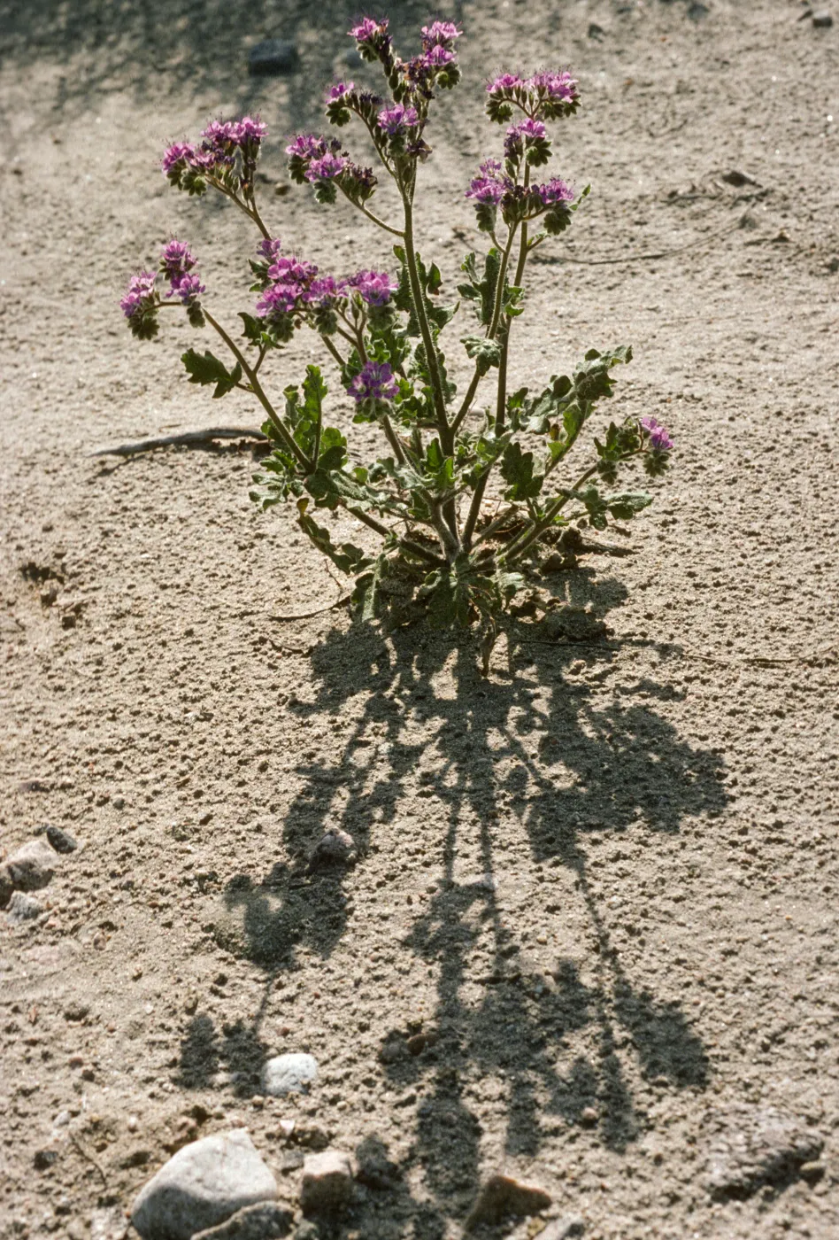 Phacelia crenulata