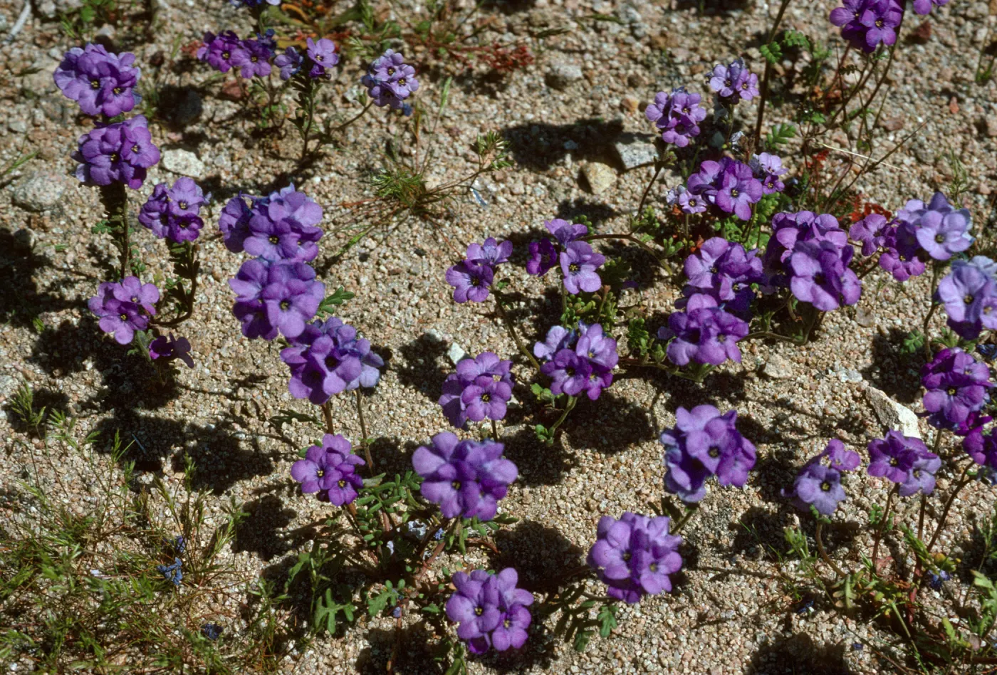 Phacelia fremontii