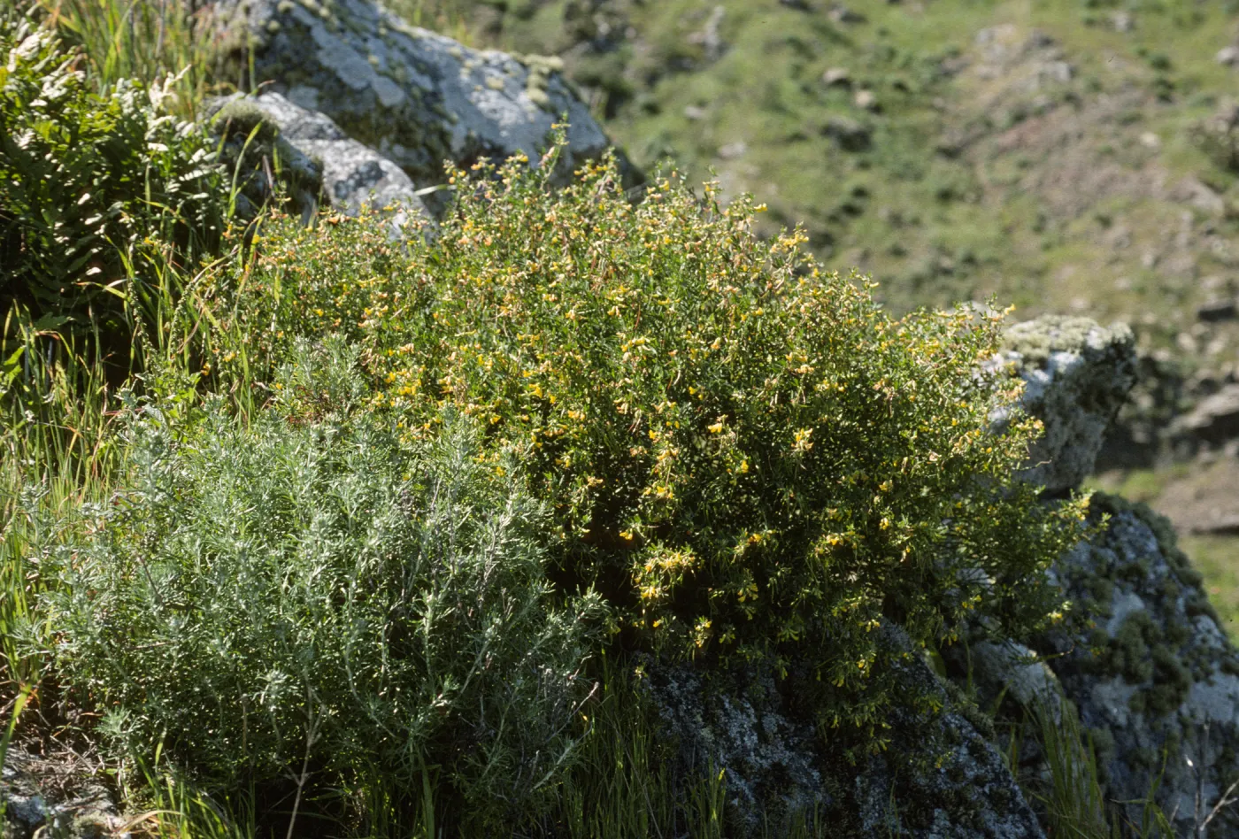 Galium catalinense