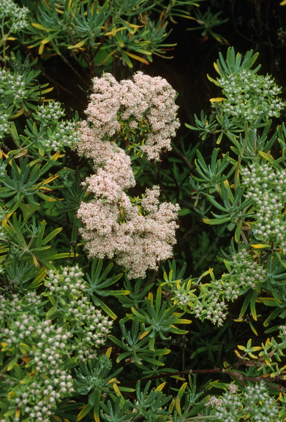 Eriogonum arborescens