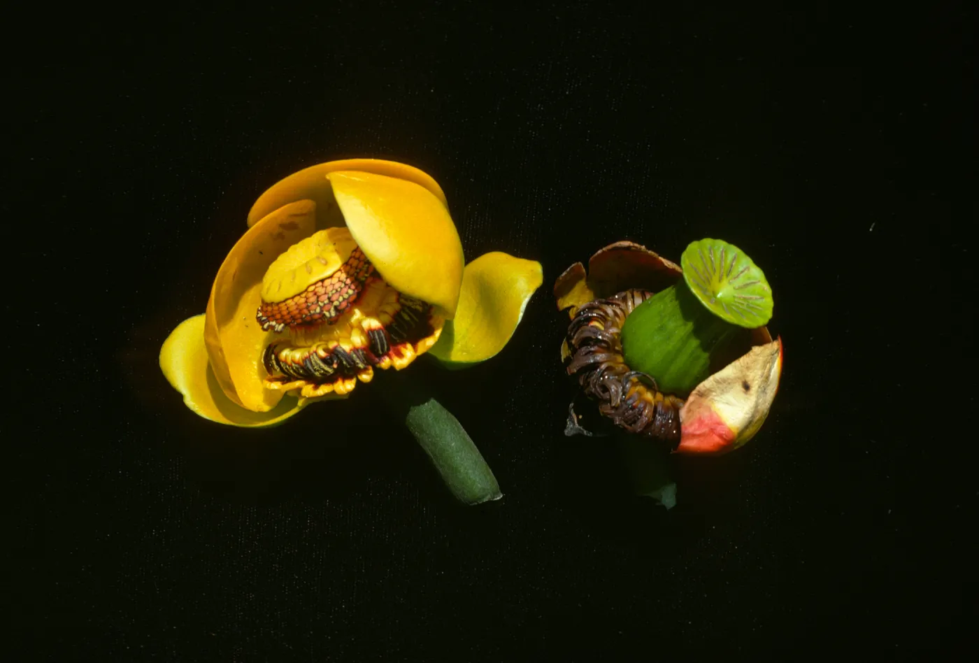 Nuphar polysepala
