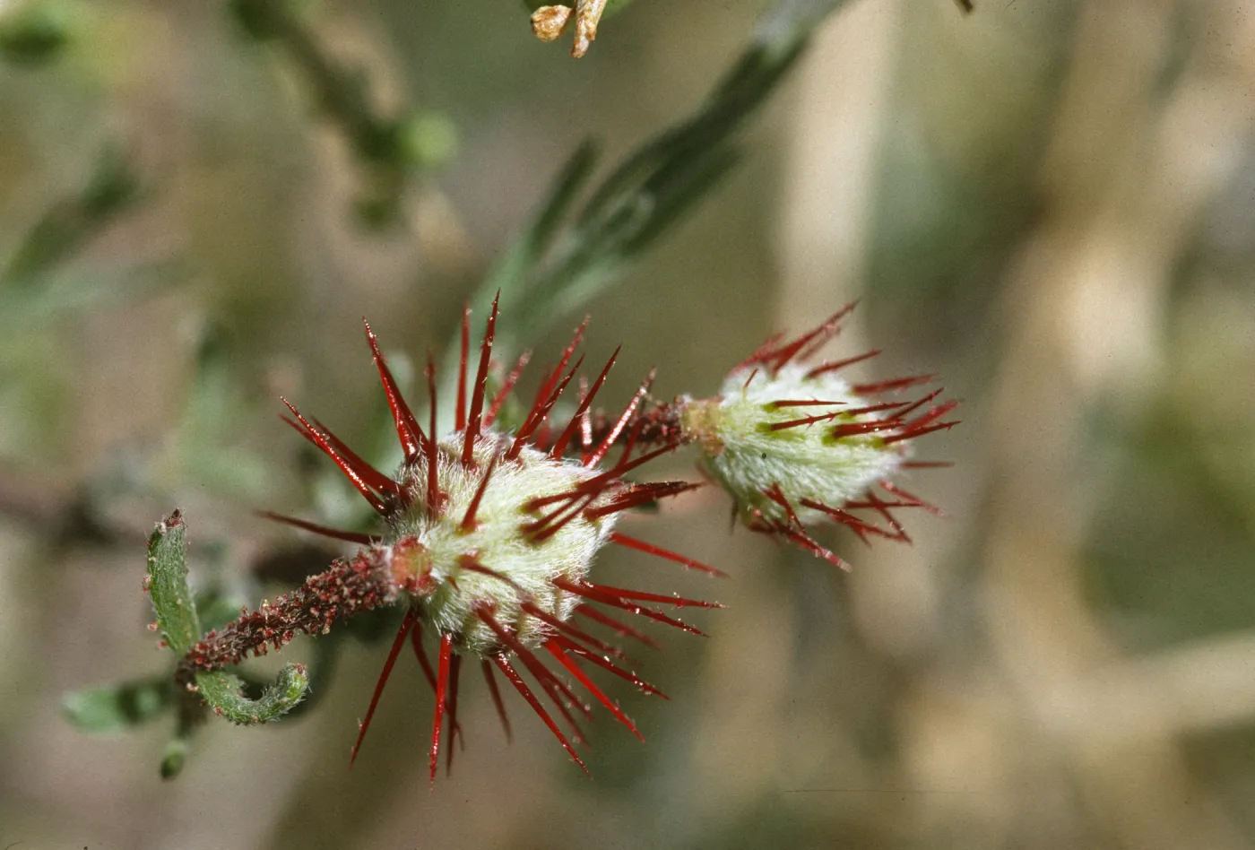 Krameria erecta