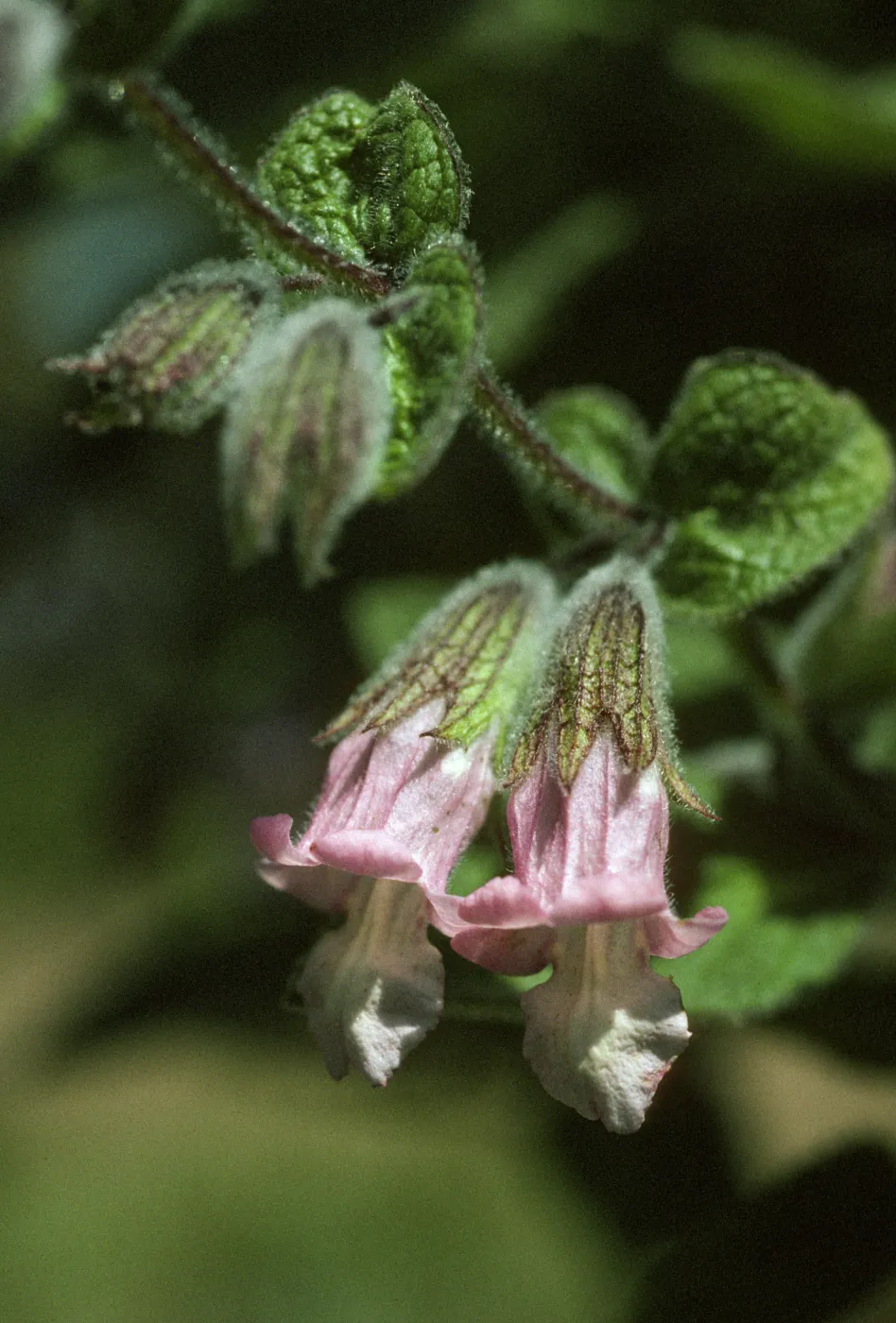 Lepechinia fragrans