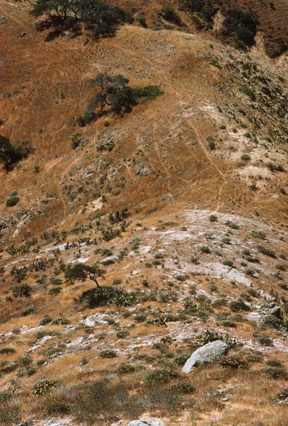 Malacothamnus on Horguela Ridge, Santa Cruz Island